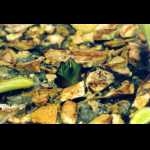 Pinguicula vallisneriifolia Winterknospe