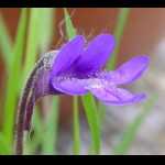 Blüte (Seitenansicht)