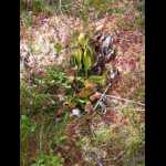 Sarracenia purpurea in freier Wildbahn