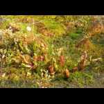 Sarracenia purpurea in freier Wildbahn