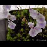 Utricularia livida