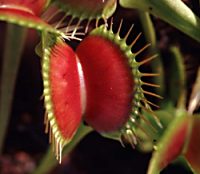 Dionaea muscipula SOLAND. ex ELLIS