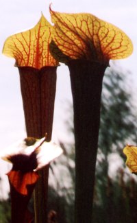 Sarracenia Hybride