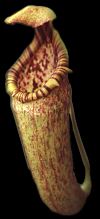 Symbolbild: Nepenthes