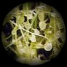 Symbolbild: Utricularia